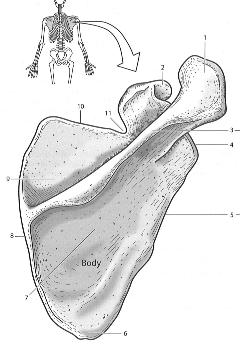 <p>9</p>