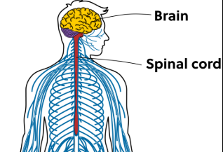 <p>It consists of the brain and spinal cord where information is sent</p>