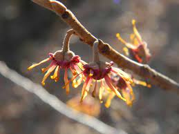 <p>witch-hazel, Hamamelis virginiana, Hamamelidaceae</p>