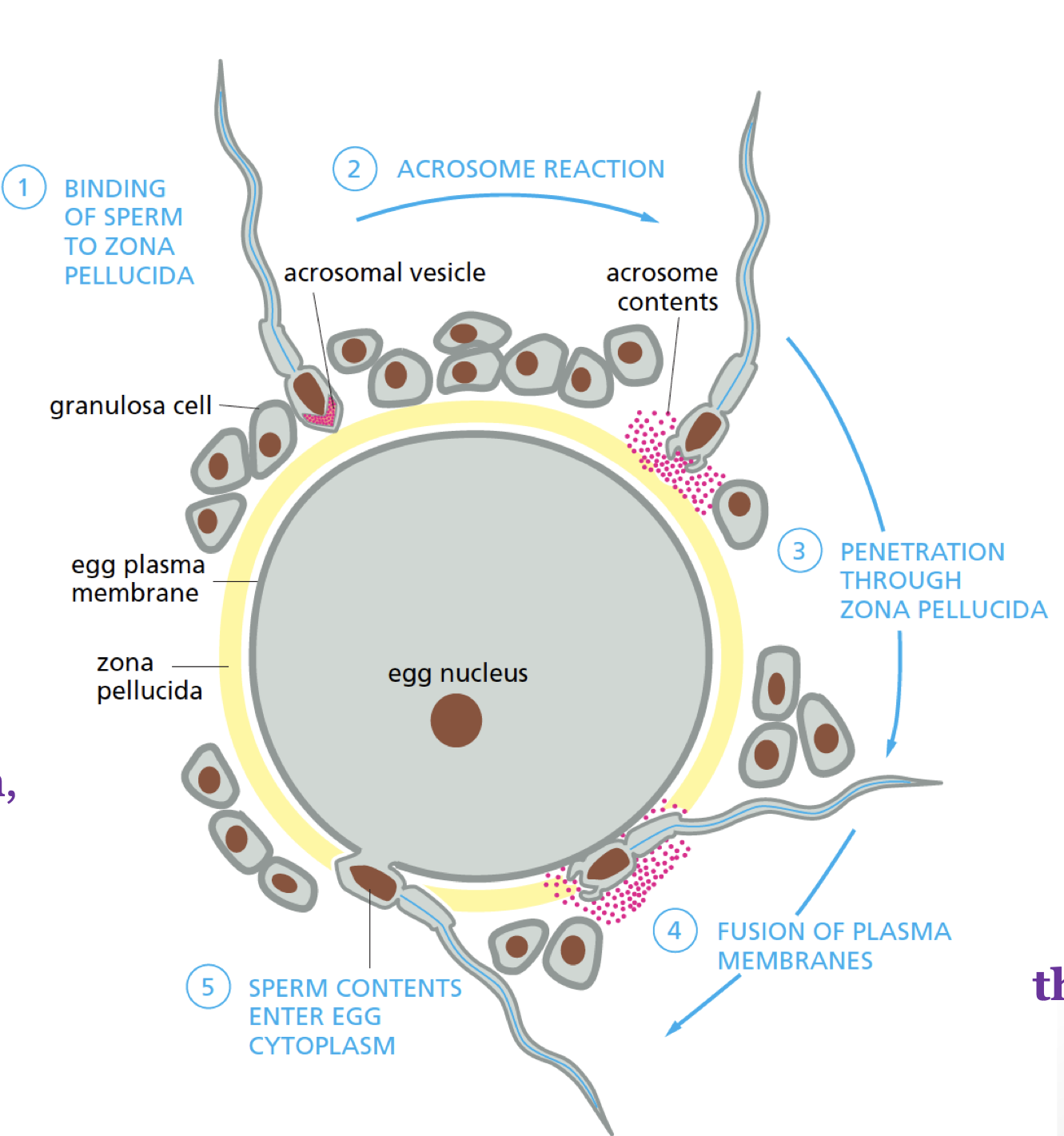 <p>zona pellucida induces sperm to undergo acrosome reaction to allow penetration and fusion with egg</p>
