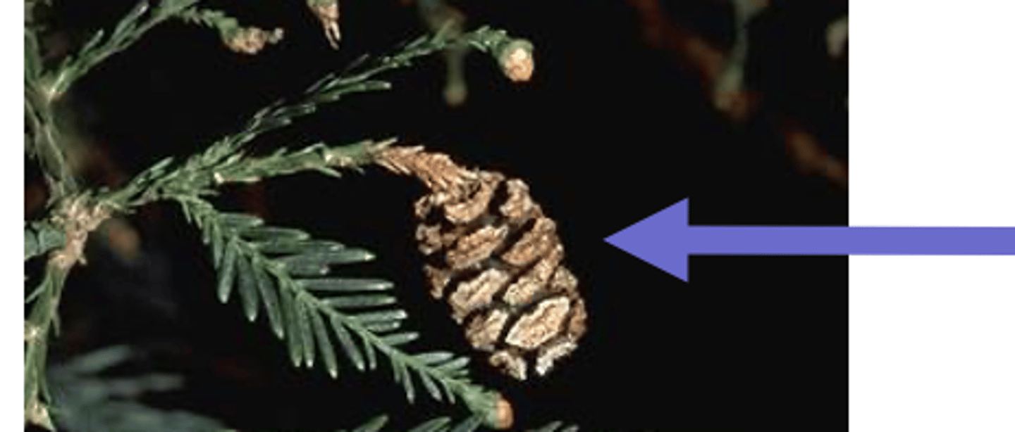 <p>contains seeds</p><p>- has a woody texture</p><p>- are larger</p><p>- are harder</p>