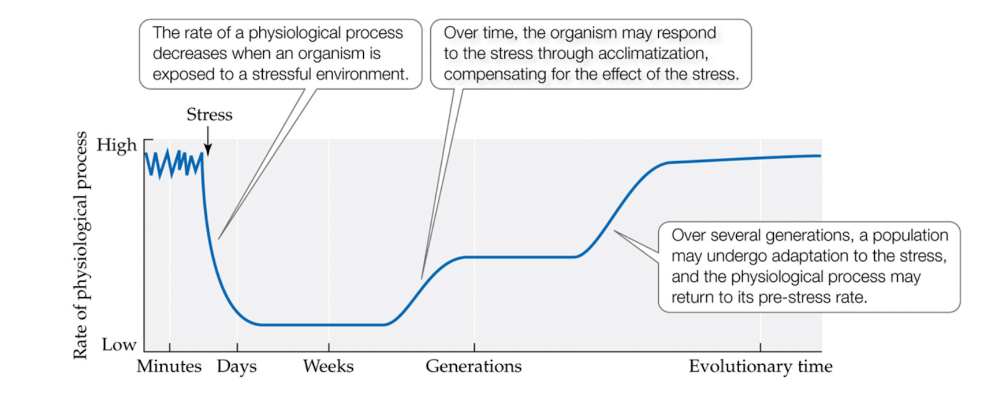 <p>False, they are in fact similar because both processes involve a change that lowers stress.</p><ul><li><p>the ability to acclimatise represents a type of adaptation.</p></li><li><p>adaptation is long term, acclimatization is short.</p></li></ul>