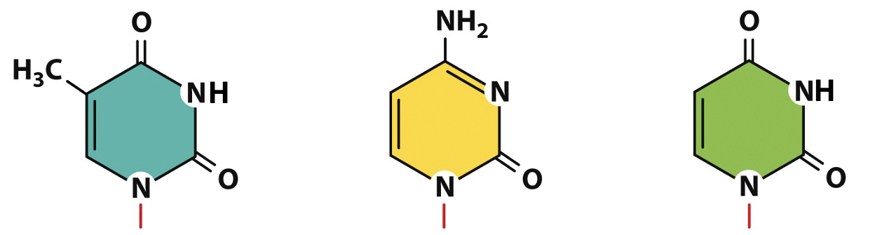 <p>pyrimidines</p>