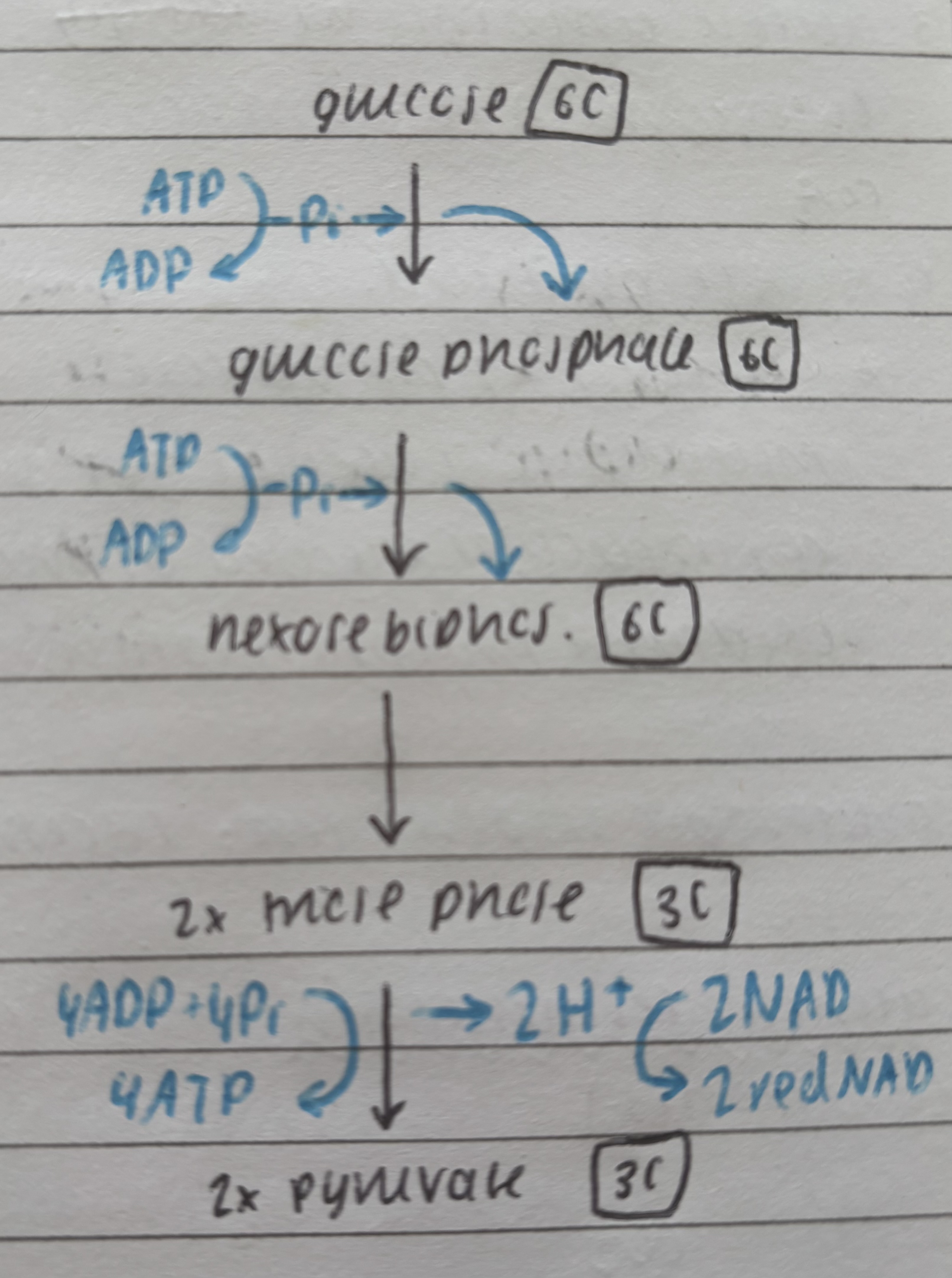 <ol><li><p>glucose phosphorylated to form glucose phosphate (and 1ADP)</p></li><li><p>ATP used to add another phosphate and form expose biphophate (and 1ADP)</p></li><li><p>heckles bi. split into 2 molecules of triose phosphate </p></li><li><p>tri.phos. oxidised so loses H+ which forms 2 red NAD</p></li><li><p>2 pyruvate formed</p></li></ol>
