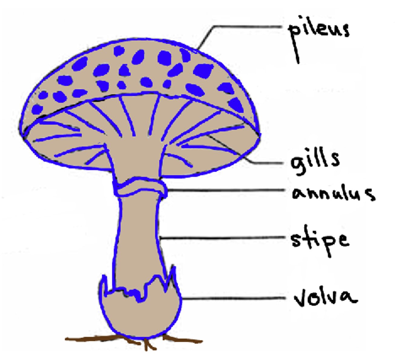 <p>cup at the base of the stipe, remnant of universal veil, only found on specific species</p>