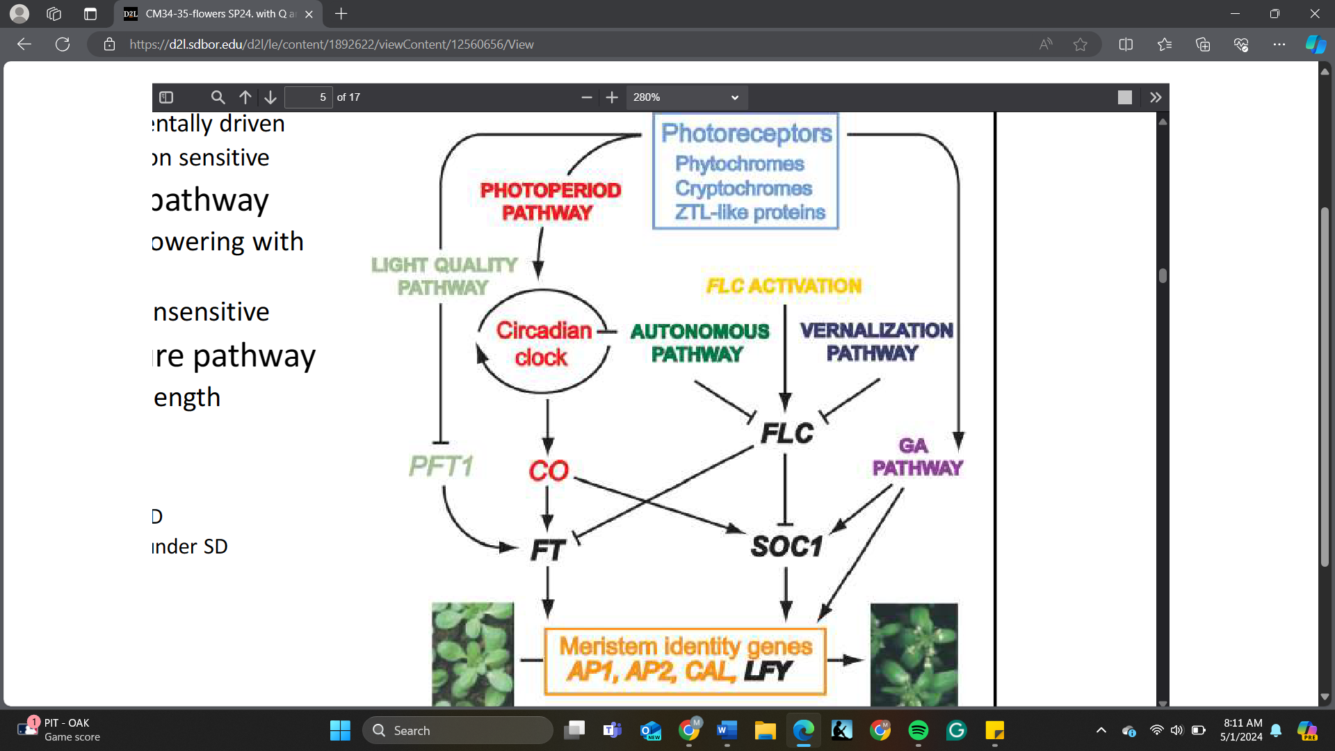 <p>After vernalization, the expression level of FLC will ______</p><p>A. increase<br>B. decrease<br>C. remain the same</p>