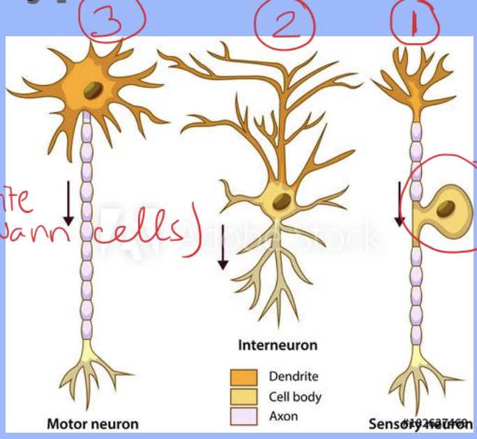 <p>1.Sensory Neurons </p><p>2.Interneurons </p><p>3.Motor Neurons</p>