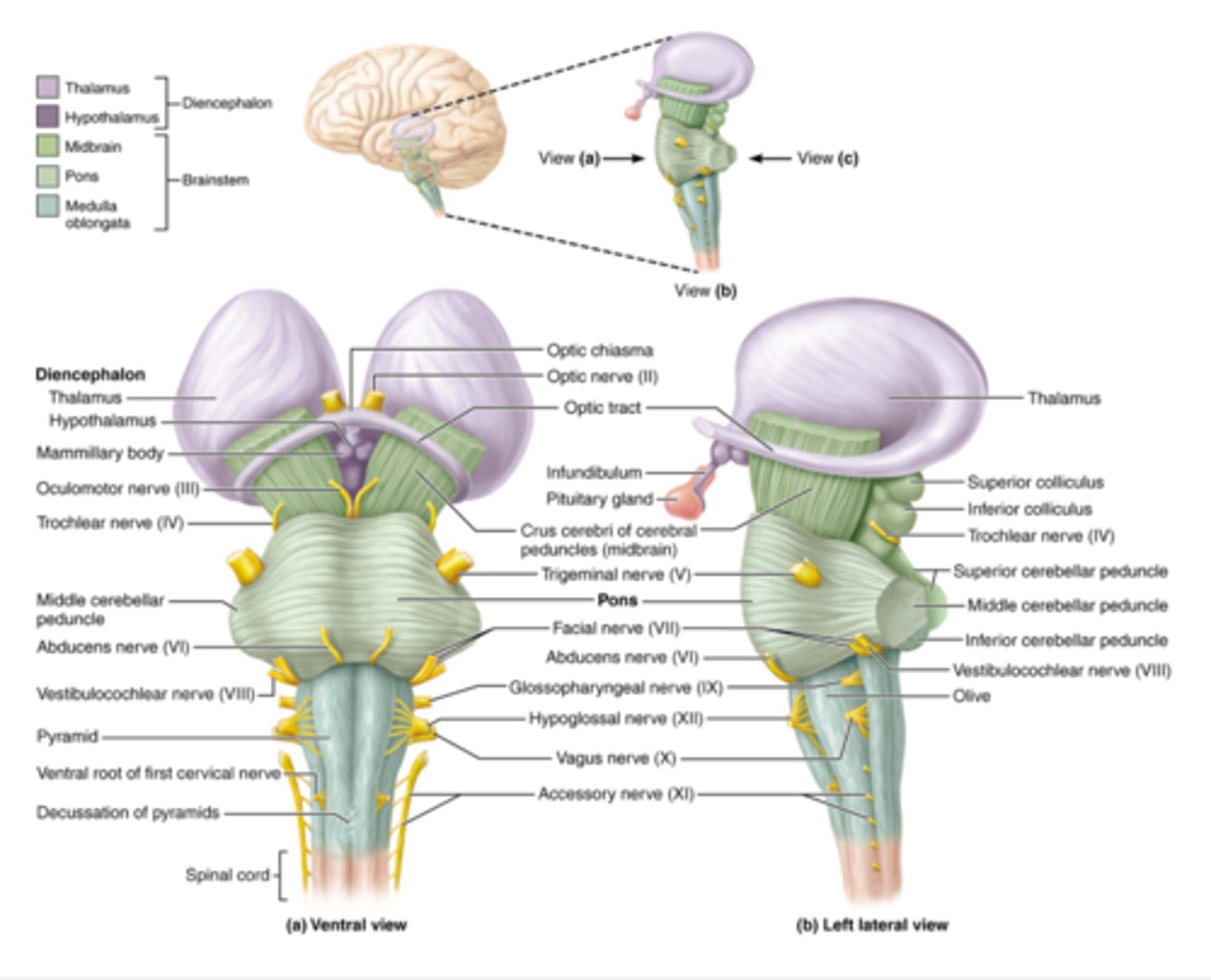 <p>The diencephalon acts as a relay and control center. </p><p>It includes structures like the thalamus, hypothalamus, and pineal gland, which help regulate sensory information, homeostasis, emotions, and hormones.</p><p>Primarily composed of gray matter</p>