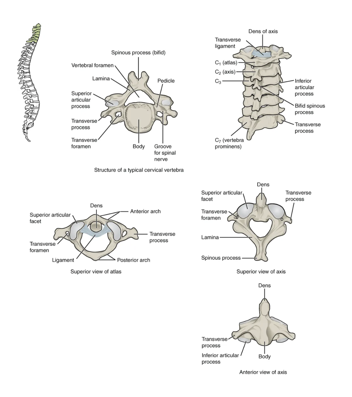 <p>Seven smallest vertebrae (C1–C7); have transverse foramina; C1 atlas and C2 axis specialized for head movement.</p>