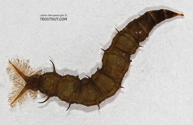 <ul><li><p>¼ to 1 inch in length </p></li><li><p>Mostly cylindrical, with the <strong>front tapering to a cone-shaped point</strong></p></li><li><p>Body is pale brown to green color</p></li><li><p>Larva have several paired caterpillar-long prolegs</p></li><li><p><strong>Two stout, pointed tails</strong> with feathered hairs at back end</p></li></ul>