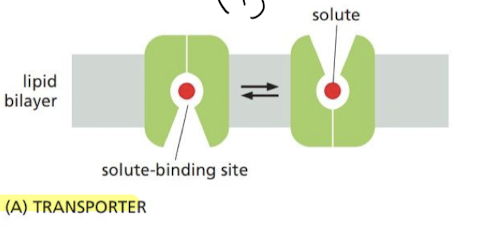 <p>Transport proteins that undergoes conformational change to expose solute-binding site to transport target molecule</p>
