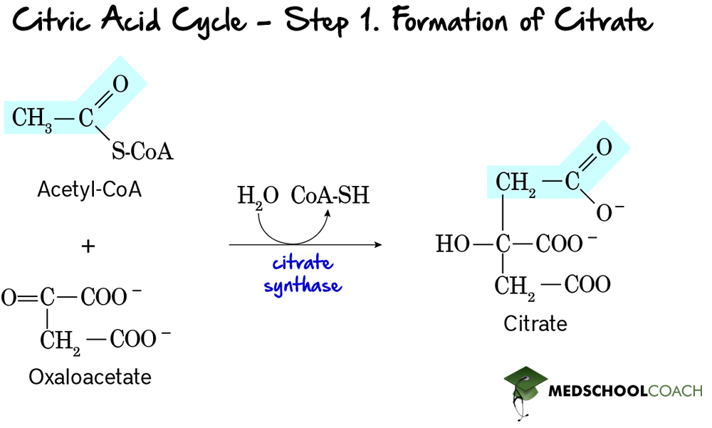 <p>Catalyzing Acetyl-CoA</p>