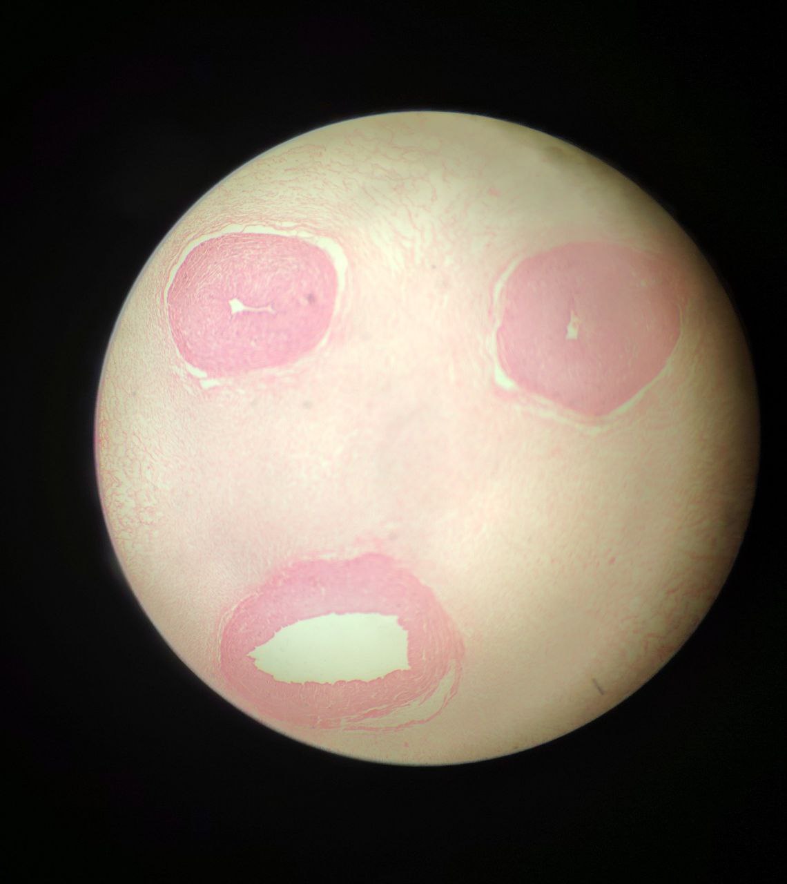 <p>Identify the tissue and mention one site</p>