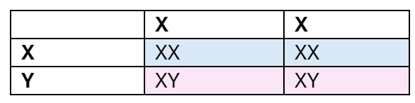 <p><strong><mark data-color="blue" style="background-color: blue; color: inherit">XY → 50% male</mark></strong></p><p><strong><mark data-color="#ffedfc" style="background-color: #ffedfc; color: inherit">XX → 50% female</mark></strong></p>