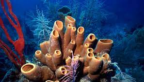 <p>Sponges</p>