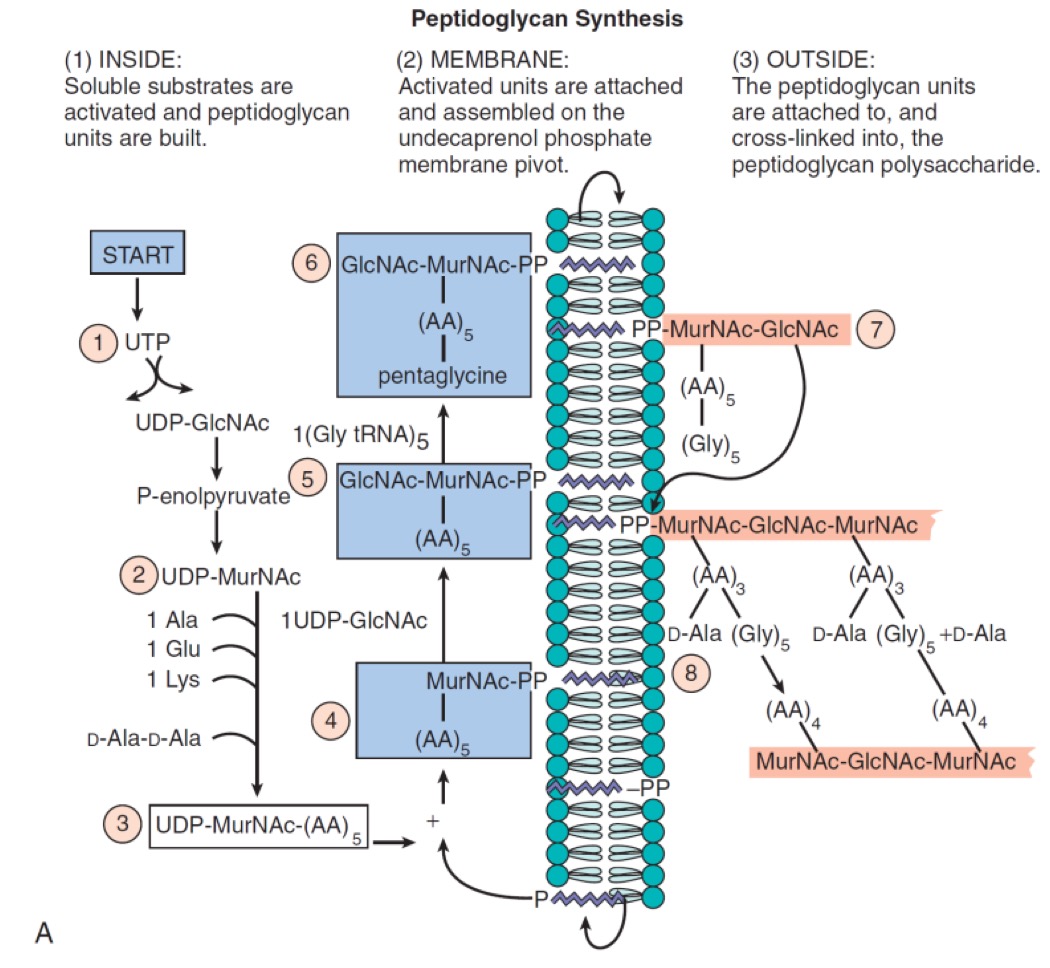 <p>Fairly large precursors must be delivered across the membrane. The synthesis must take part on the outside of the membrane, where there is no ATP</p><ol><li><p>Construct energetically rich units of peptidoglycane. <strong>Park nucleotide → UDP</strong>-N-acetylmuramyl pentapeptide. (3)</p></li><li><p>Use the conveyer belt (4-7)</p><p>- Undecaprenol (bactoprenol) is a membrane lipid carrier. Attach Park nucleotide to it, and it becomes a lipid.</p><p><strong>- Assemble the unit on the conveyor belt.</strong></p><p><strong>- Flip it to the other side.</strong></p></li><li><p>Insert into existing peptidogylcan (8)</p><p>- Use <strong>transglucosylases </strong>to insert and link new monomers into the breaks in peptidoglycan.</p><p>- Use <strong>transpeptidases </strong>to cross-link the peptidoglycan.</p><p>- Both reactions transfer bond energy, without the need for ATP.</p></li></ol>