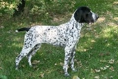 <p>Origin: France</p><p>Height range: 21-25 in</p><p>Weight range: 49-62 lb</p><p>Life span: 12-13 years</p>