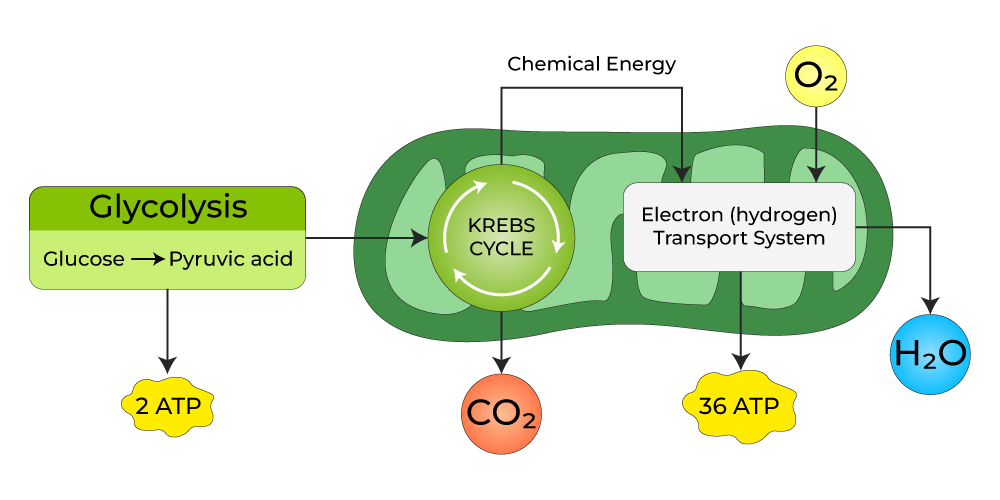 <p>Aerobic cellular respiration processes</p>