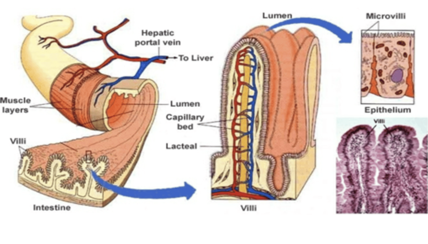 <p>projections into the lumen </p><p>- covered predominantly with mature, absorptive enterocytes</p><p>o Function: absorption</p>