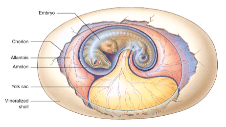 <p>Amniote egg</p><ul><li><p>tough shell - prevents water loss</p></li><li><p>Amnion encloses sac of water (amniotic cavity)</p></li></ul><p></p>