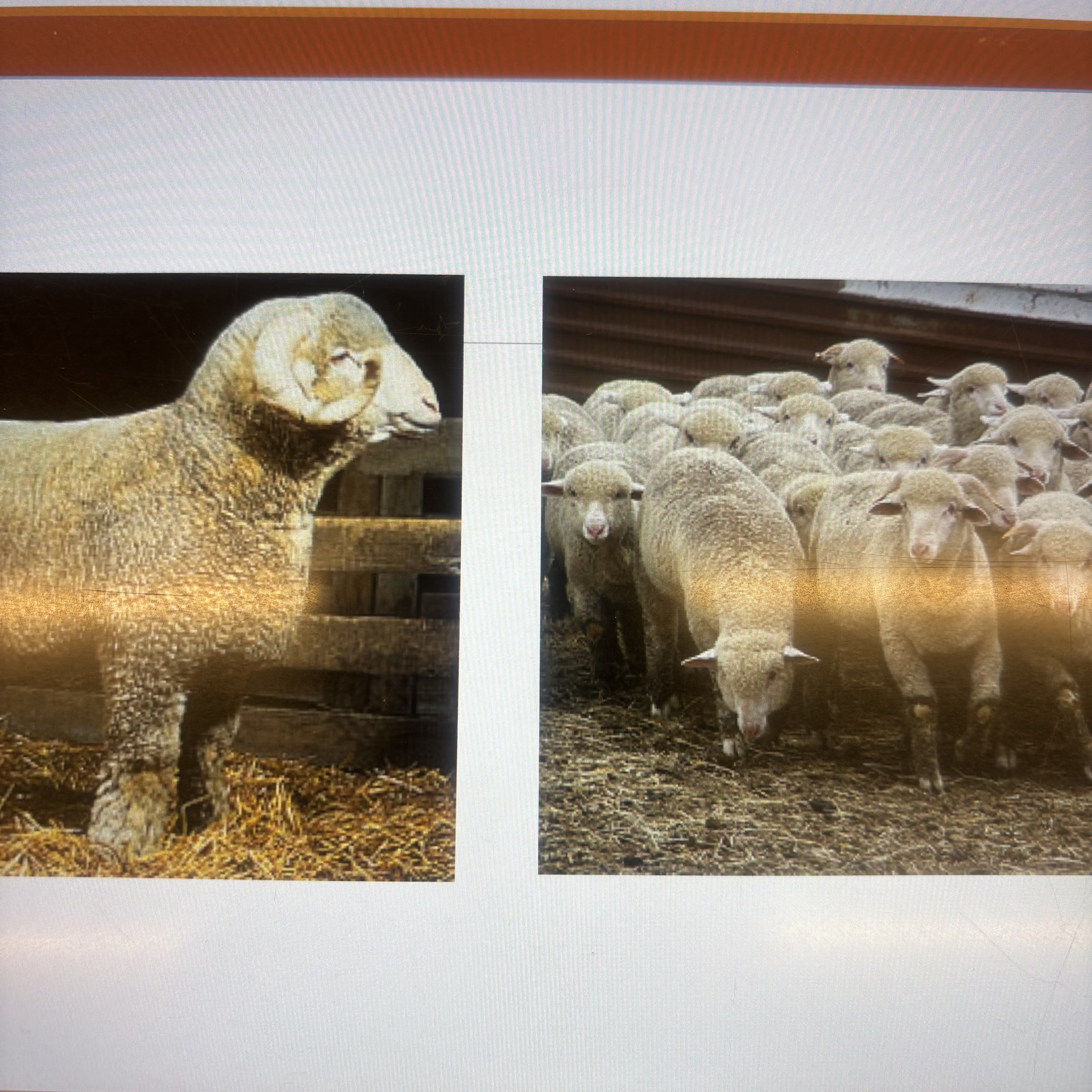 <p>What breed is this ?</p>