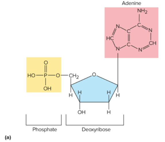 <p>Nucleotide</p>