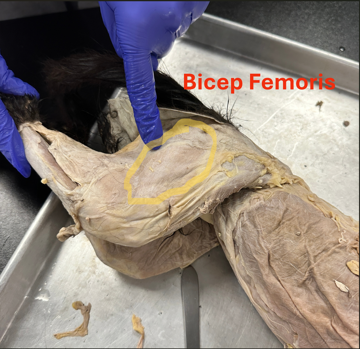 <p>Bicep femoris (f<span>eh-MOR-iss)</span> (Posterior Hind limb Muscles)</p>