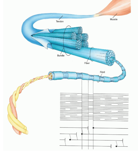 <ul><li><p>provide tensile strength </p></li><li><p>reduced tensile strength from collagen disorders causes tissue laxity, joint hypermobility and susceptibility to injury e.g., Ehlers-Danlos syndrome (type 1 collagen disorder)</p></li></ul>