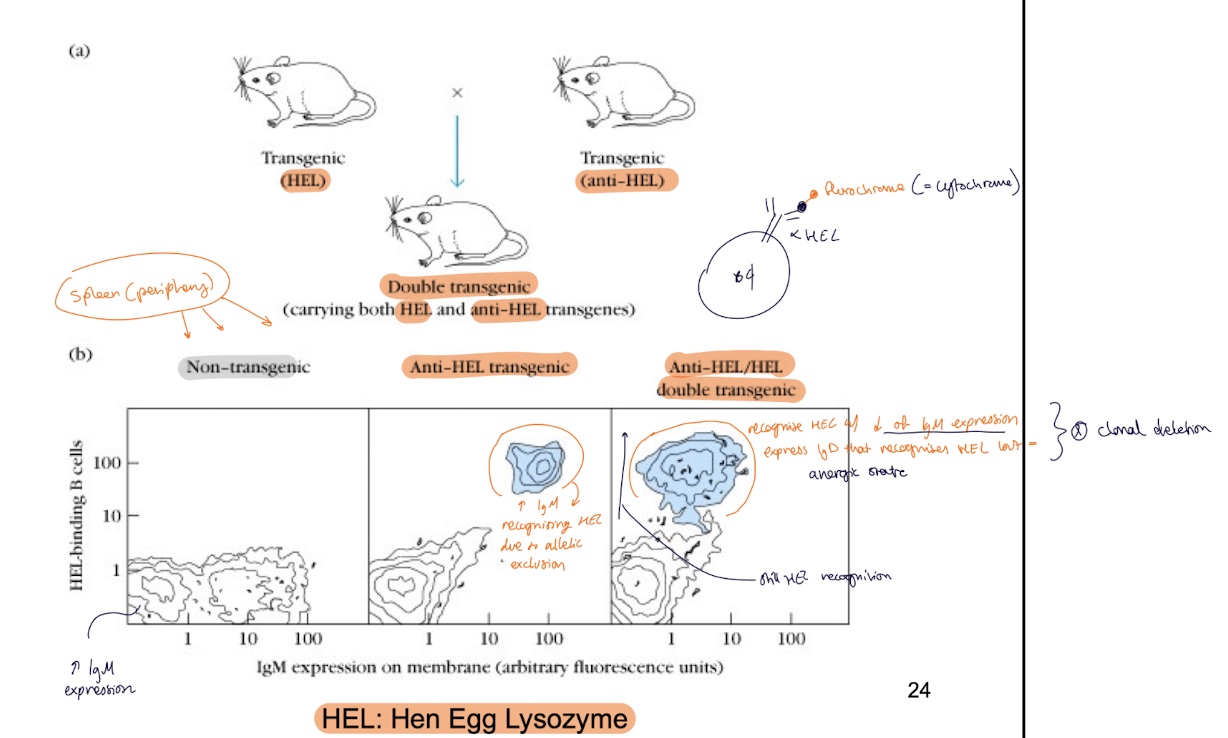 <p>this crossbreeding → double transgenic Tg carrying both HEL and anri-HEL transgenes and what is observed : </p><ul><li><p>theres still the presence of HEL binding B cells but little to no IgM expression → <strong>anergic</strong> B cell </p></li></ul><p></p>