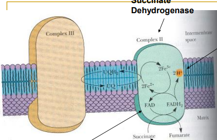 <ul><li><p><span style="background-color: transparent;">Not transmembrane protein</span></p></li><li><p><span style="background-color: transparent;">FADH<sub>2</sub> gives electrons</span></p></li><li><p><span style="background-color: transparent;">1 FADH<sub>2</sub> makes 2 atp, not as efficient as NADH&nbsp;</span></p></li><li><p><span style="background-color: transparent;">Energy and electrons continue to be moved across</span></p></li><li><p><span style="background-color: transparent;">No protons pumped: oxidation of FADH2 isnt strong enough&nbsp;</span></p></li><li><p><span style="background-color: transparent;">FADH2 supplies more electrons to coQ so more oxygen is reduced to water</span></p></li></ul><p></p>
