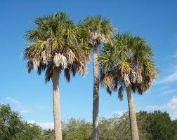 <p>Cabbage Palm</p>
