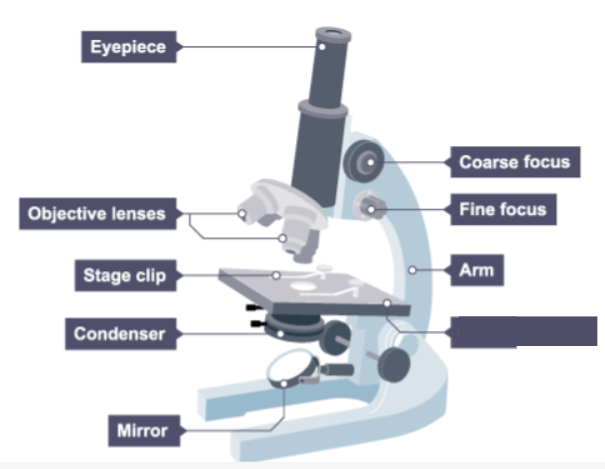 <p>Name the missing label on the microscope.</p>