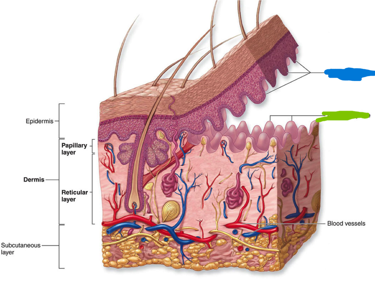 <p>epidermal ridges</p>