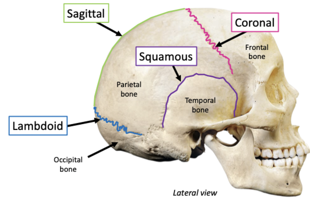 <ul><li><p>﻿﻿Boundaries between skull bones</p></li><li><p>﻿﻿Fibrous, immovable joints</p></li></ul>