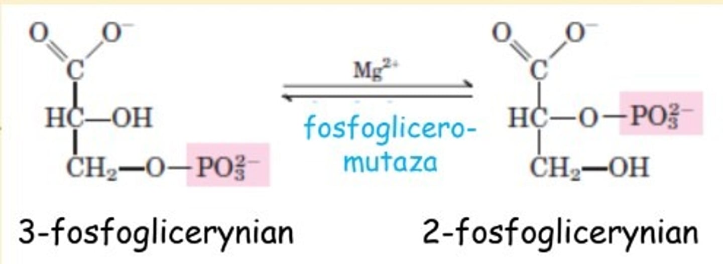 <p>kat: <em>fosfogliceromutaza</em></p><p>(w obecności 2,3-BPG)</p>
