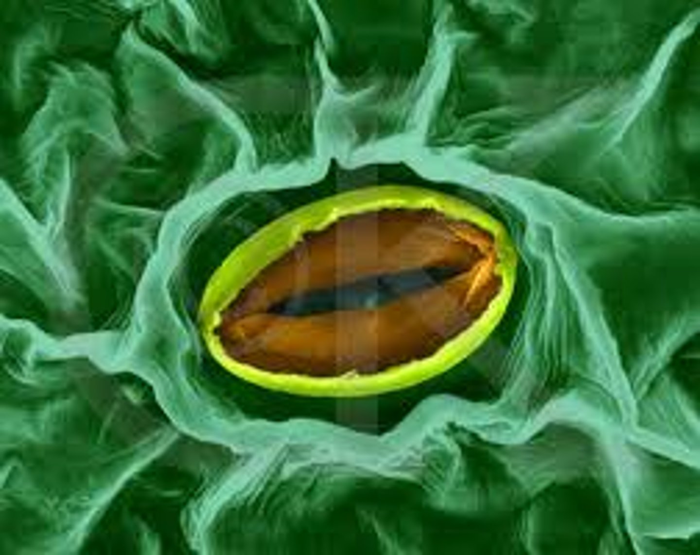 <p>What part of the plant is this?</p>
