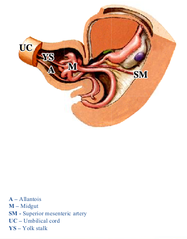 <p>-midgut: supplied by <strong>superior mesenteric artery</strong>, herniates into the umbilical cord during the embryonic period</p><p>-midgut returns to abdominal cavity early in the fetal period and rotates</p>