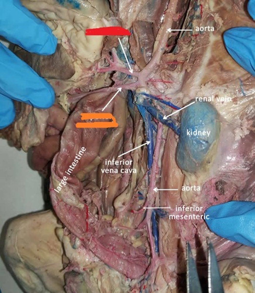 <p>from the aorta posterior to the gonadal artery, supplys the 2nd half of the large intestine</p>