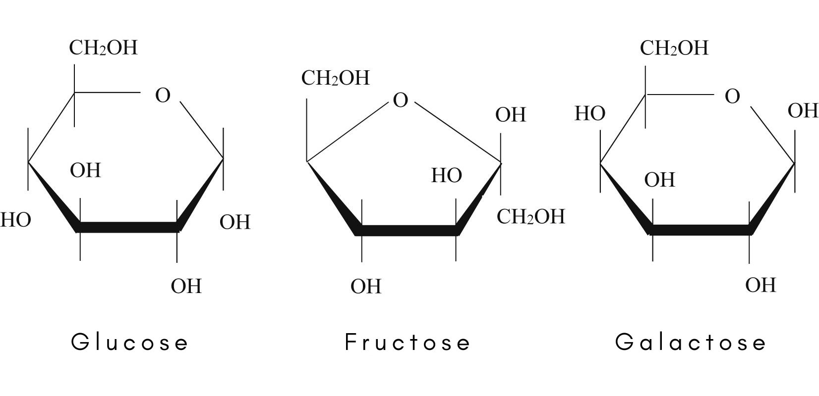 <p>glucose, fructose and galactose - these are hexoses as they have 6 carbon atoms. Glucose is the most common monosaccharide as it is found in nature and used as a source of energy</p>