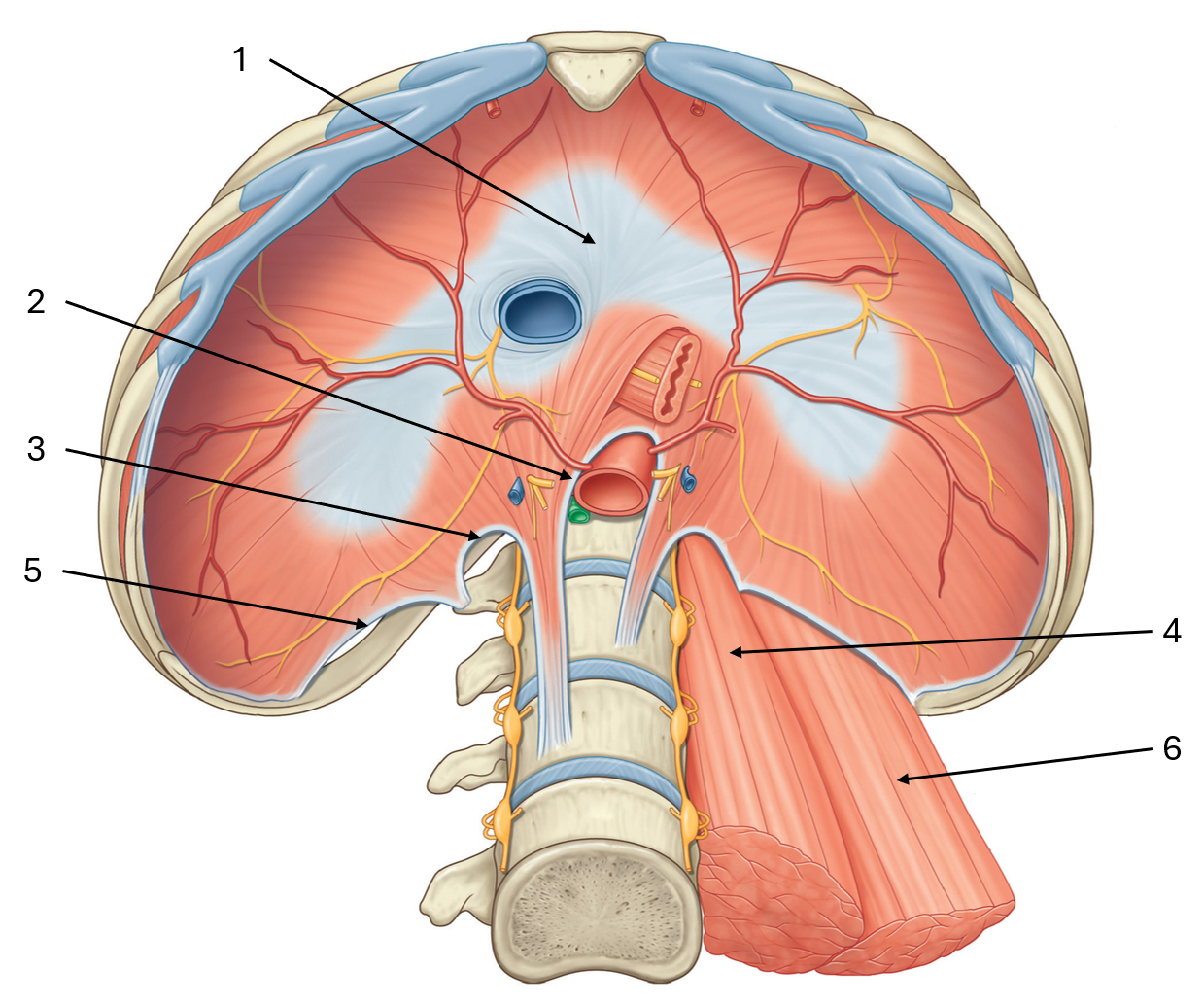 <p>label this diagram of the inferior view of the diaphgram</p>
