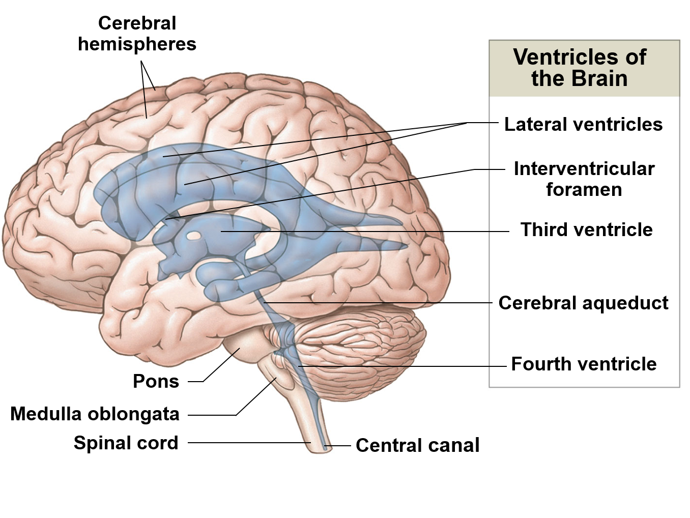 <p>Create and help transport cerebrospinal fluid (CSF)</p>