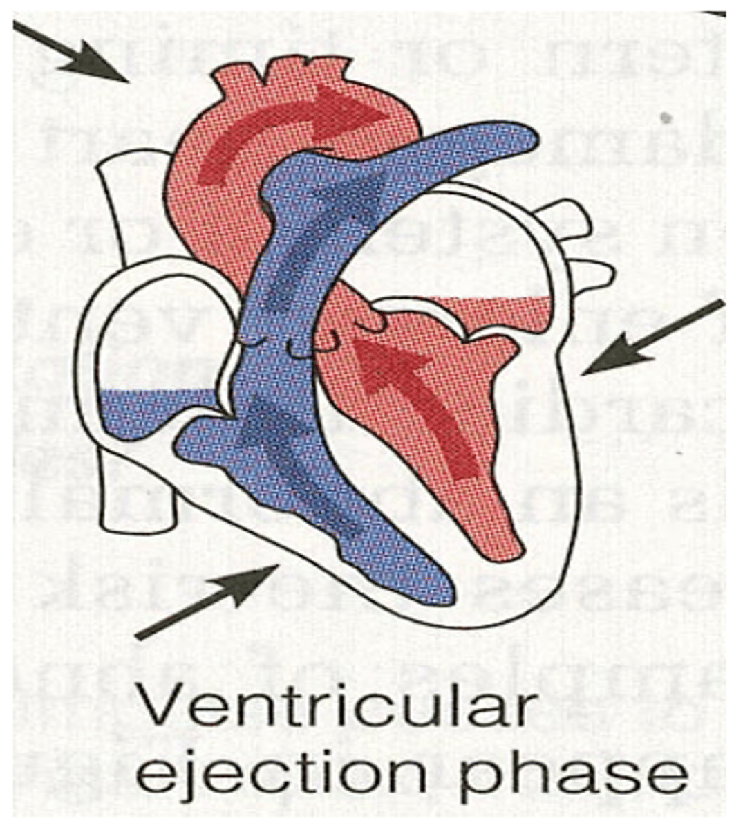 <p>During systole when does reduced ejection occur? </p>