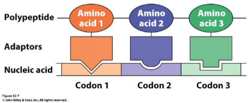 <p>Can folded RNA act directly as the template for protein synthesis? Seems unlikely: no clear way to discriminate chemically similar amino acids</p>