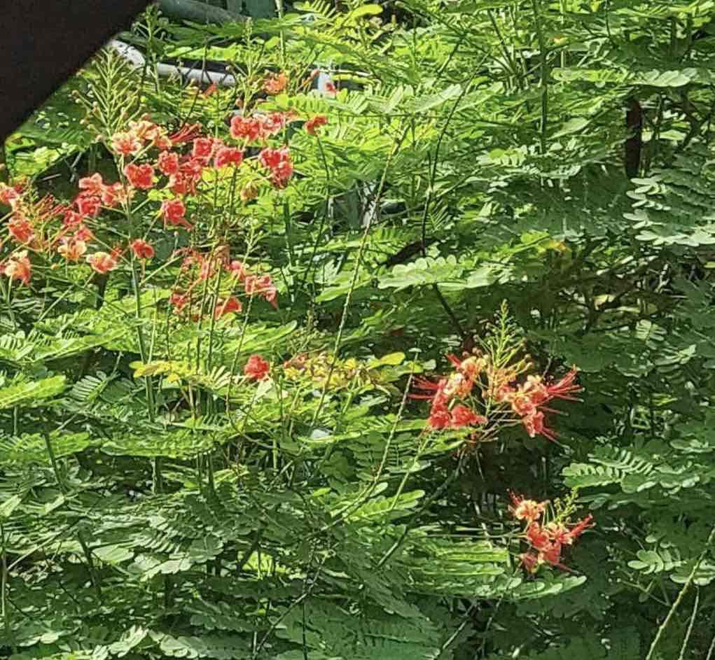 <p>dwarf fire tree or peacock flower</p>