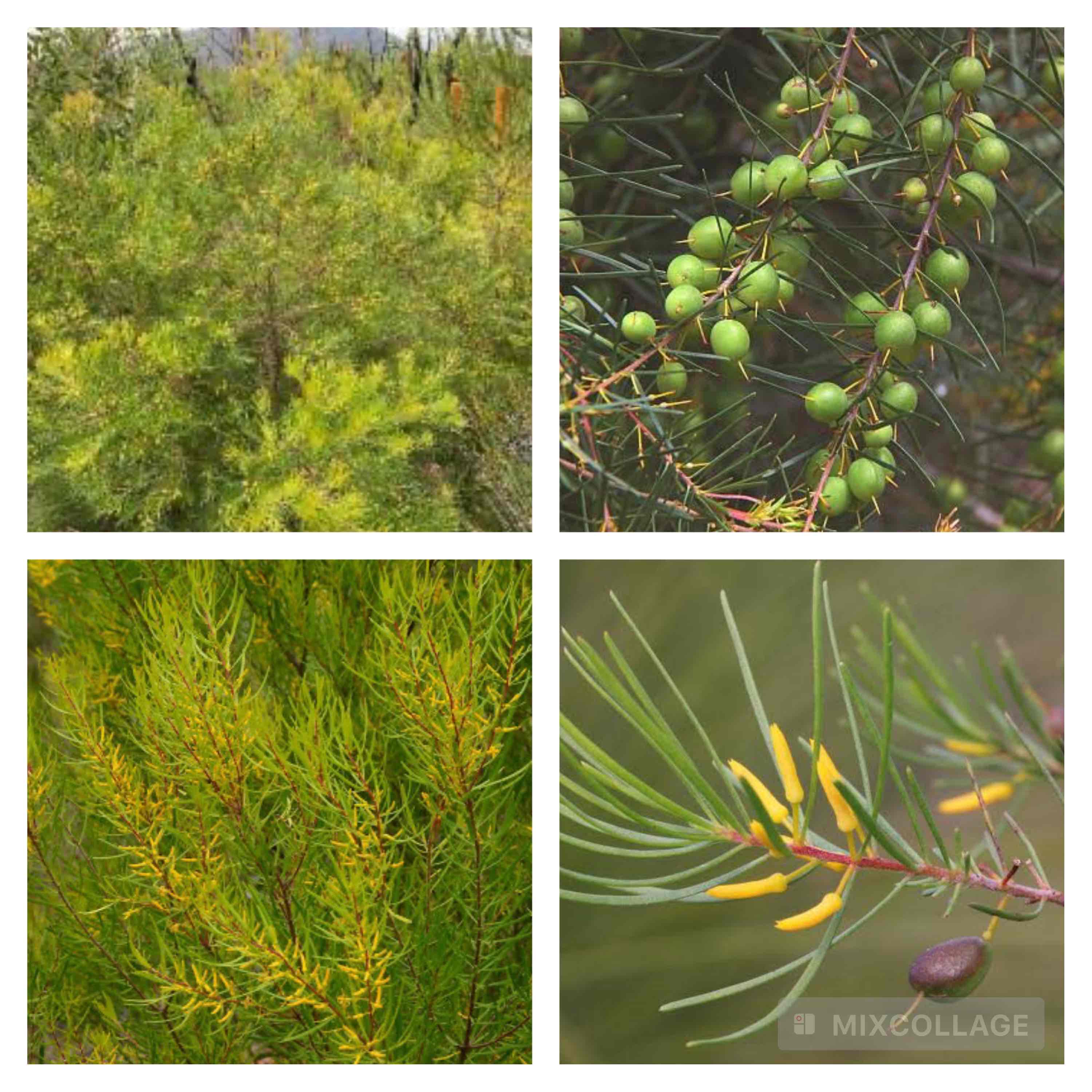 <p>Small leaved geebung</p>