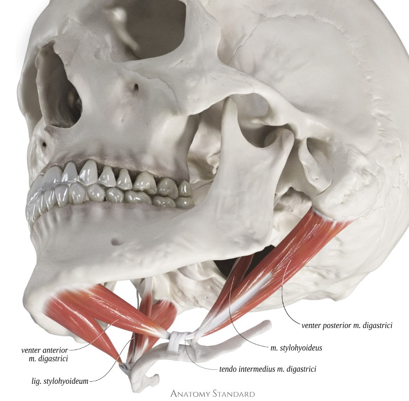 <p>Fig #2.3</p><p class="is-empty is-editor-empty has-focus">Branches</p><p class="is-empty is-editor-empty has-focus">Mylohyoid branch</p><p class="is-empty is-editor-empty has-focus">Supply</p>