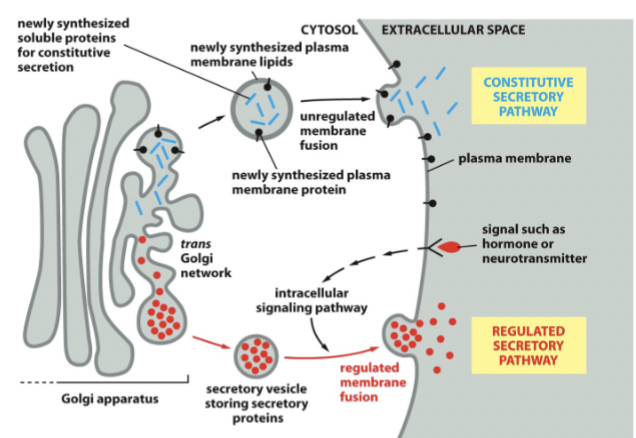 <p>includes constitutive and regulated exocytosis. The vesicular contents released into extracellular space, and the vesicle membrane fuses to the plasma membrane</p>