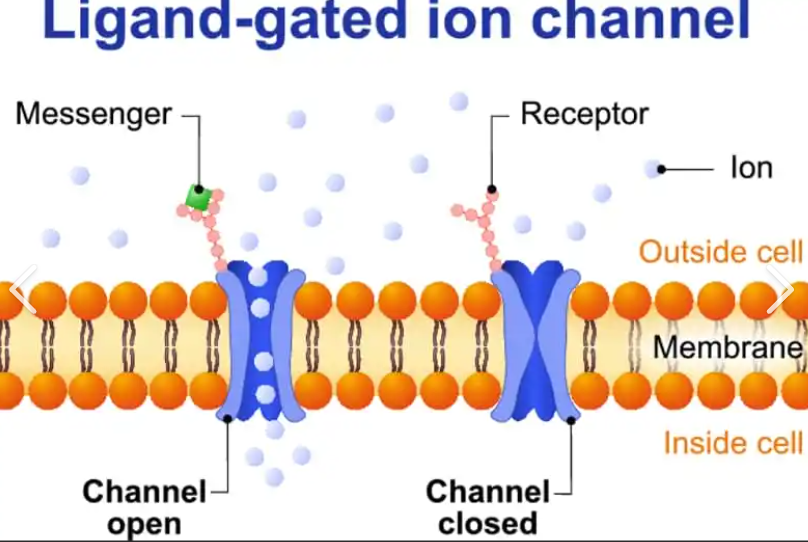 <p><span><strong><span>a.</span></strong></span><span style="font-family: "Times New Roman"; line-height: normal; font-size: 7pt;"><strong><span> </span></strong></span><strong>chemically regulated (ligand regulated)</strong></p>