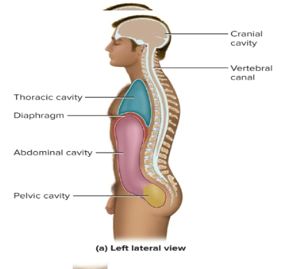 <p>enclosed by skull and contains<strong> the brain</strong></p>