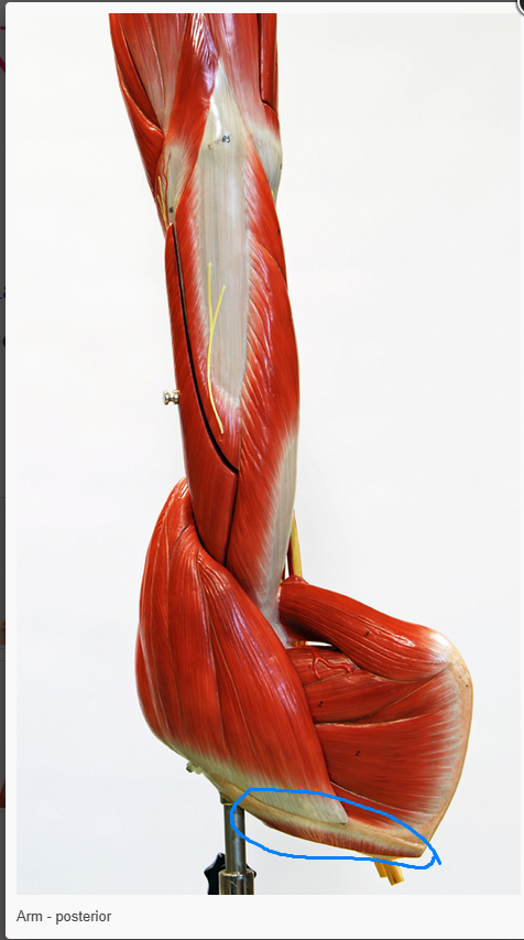 <p>What is the action of the muscle circled&nbsp;</p>